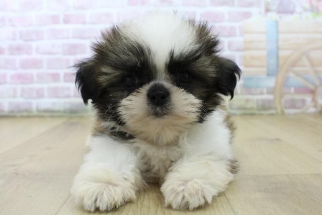 福島県のシーズー (Coo&RIKU郡山店/2025年6月26日生まれ/男の子/ゴールドホワイト)の子犬の1枚目の画像
