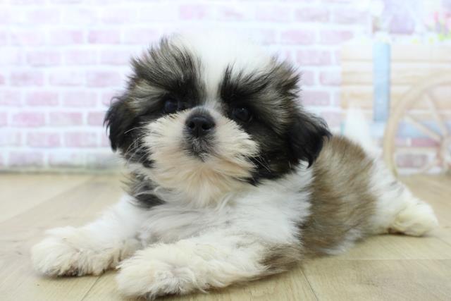 福島県のシーズー (Coo&RIKU郡山店/2025年6月26日生まれ/男の子/ゴールドホワイト)の子犬の2枚目の画像