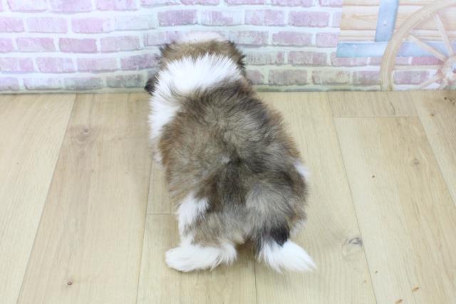 福島県のシーズー (Coo&RIKU郡山店/2025年6月26日生まれ/男の子/ゴールドホワイト)の子犬の4枚目の画像