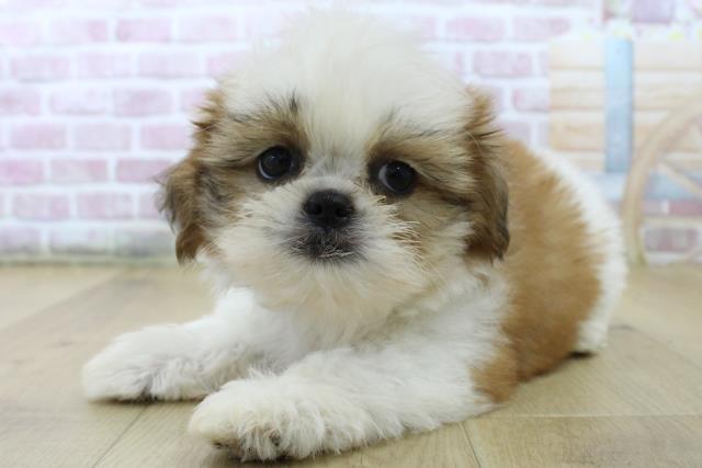 岩手県のシーズー (Coo&RIKU一関店/2025年6月26日生まれ/女の子/ゴールドホワイト)の子犬の2枚目の画像