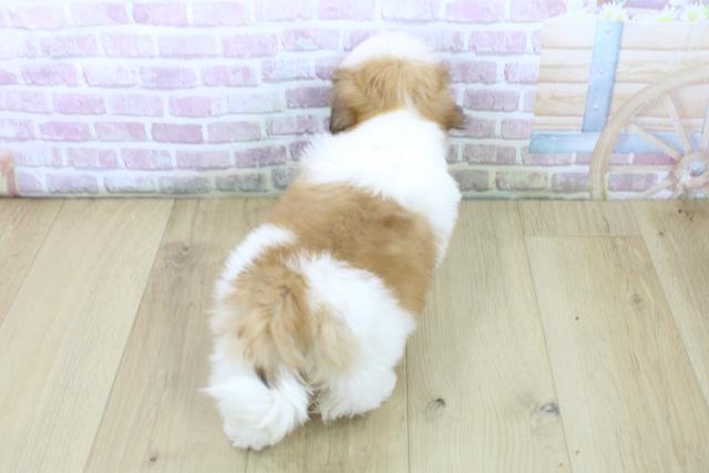 岩手県のシーズー (Coo&RIKU一関店/2025年6月26日生まれ/女の子/ゴールドホワイト)の子犬の4枚目の画像