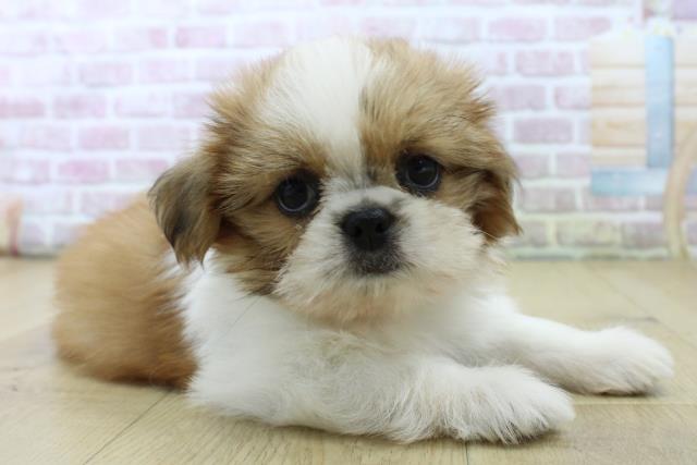 福島県のシーズー (Coo&RIKU郡山店/2025年6月26日生まれ/女の子/ゴールドホワイト)の子犬の3枚目の画像