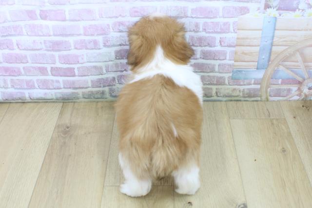 福島県のシーズー (Coo&RIKU郡山店/2025年6月26日生まれ/女の子/ゴールドホワイト)の子犬の4枚目の画像