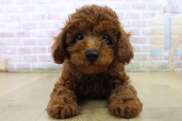 岩手県のトイプードル(トイ) (Coo&RIKU一関店/2025年6月28日生まれ/男の子/レッド)の子犬の1枚目の画像