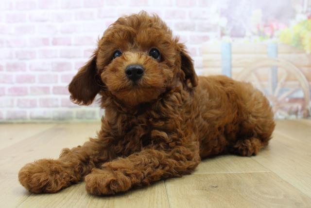 岩手県のトイプードル(トイ) (Coo&RIKU一関店/2025年6月28日生まれ/男の子/レッド)の子犬の2枚目の画像
