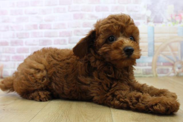岩手県のトイプードル(トイ) (Coo&RIKU一関店/2025年6月28日生まれ/男の子/レッド)の子犬の3枚目の画像