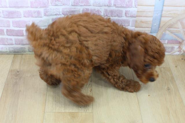 岩手県のトイプードル(トイ) (Coo&RIKU一関店/2025年6月28日生まれ/男の子/レッド)の子犬の4枚目の画像