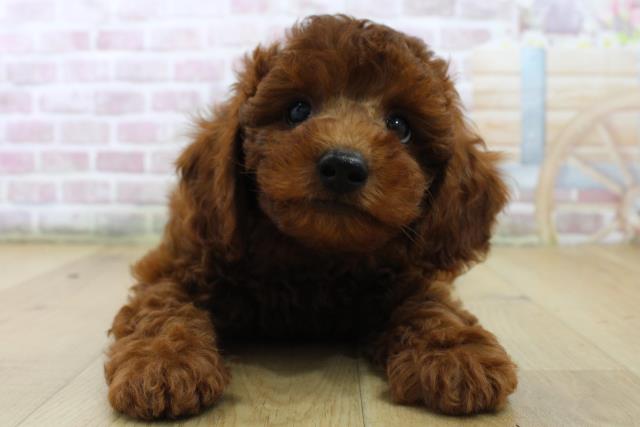 群馬県のトイプードル(トイ) (Coo&RIKU藤岡店/2025年6月28日生まれ/男の子/レッド)の子犬の1枚目の画像
