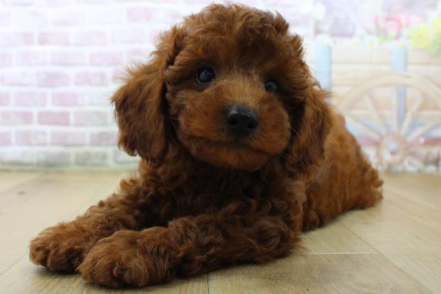 群馬県のトイプードル(トイ) (Coo&RIKU藤岡店/2025年6月28日生まれ/男の子/レッド)の子犬の2枚目の画像