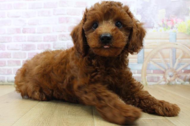 群馬県のトイプードル(トイ) (Coo&RIKU藤岡店/2025年6月28日生まれ/男の子/レッド)の子犬の3枚目の画像