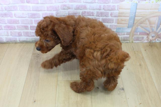 群馬県のトイプードル(トイ) (Coo&RIKU藤岡店/2025年6月28日生まれ/男の子/レッド)の子犬の4枚目の画像