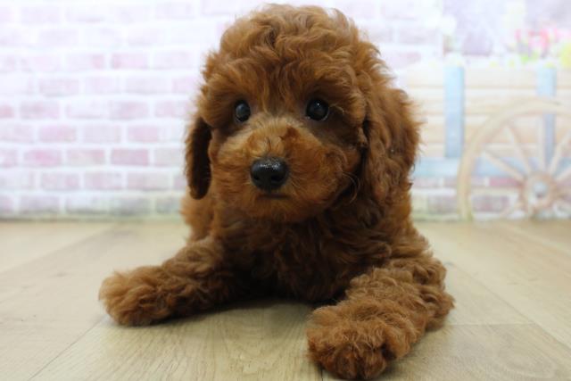 茨城県のトイプードル(トイ) (Coo&RIKU水戸店/2025年6月28日生まれ/女の子/レッド)の子犬の1枚目の画像