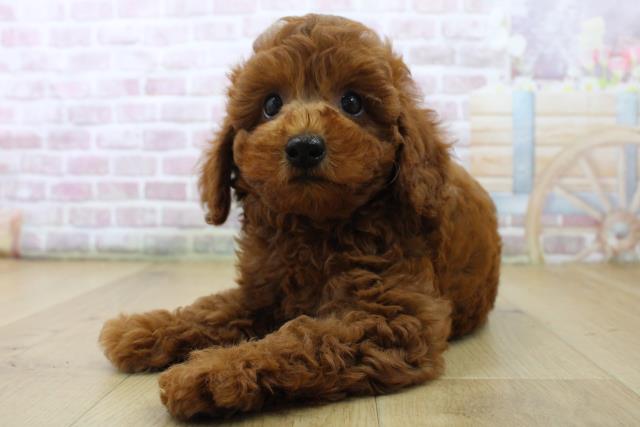 茨城県のトイプードル(トイ) (Coo&RIKU水戸店/2025年6月28日生まれ/女の子/レッド)の子犬の2枚目の画像