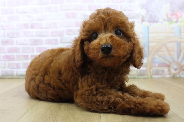 茨城県のトイプードル(トイ) (Coo&RIKU水戸店/2025年6月28日生まれ/女の子/レッド)の子犬の3枚目の画像
