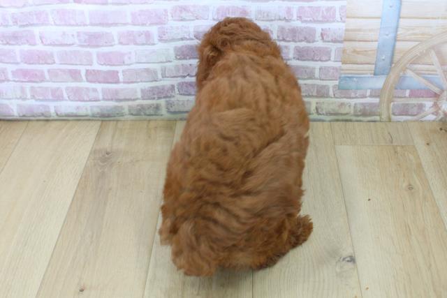 茨城県のトイプードル(トイ) (Coo&RIKU水戸店/2025年6月28日生まれ/女の子/レッド)の子犬の4枚目の画像