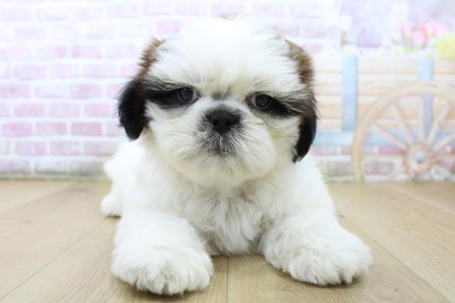 茨城県のシーズー (Coo&RIKU石岡店/2025年6月29日生まれ/女の子/ゴールドホワイト)の子犬の1枚目の画像