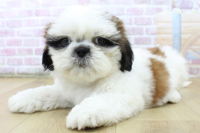 茨城県のシーズー (Coo&RIKU石岡店/2025年6月29日生まれ/女の子/ゴールドホワイト)の子犬の2枚目の画像