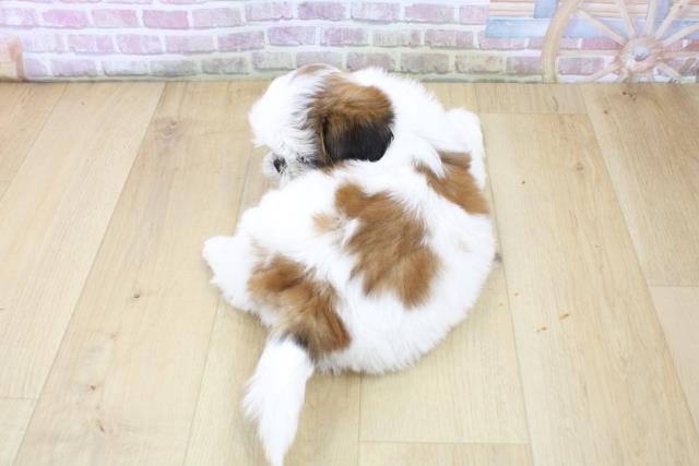 茨城県のシーズー (Coo&RIKU石岡店/2025年6月29日生まれ/女の子/ゴールドホワイト)の子犬の4枚目の画像