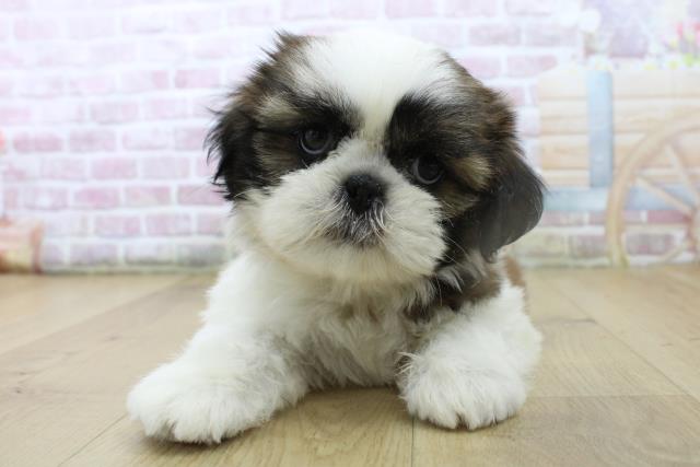 茨城県のシーズー (Coo&RIKU水戸店/2025年6月29日生まれ/女の子/ゴールドホワイト)の子犬の1枚目の画像