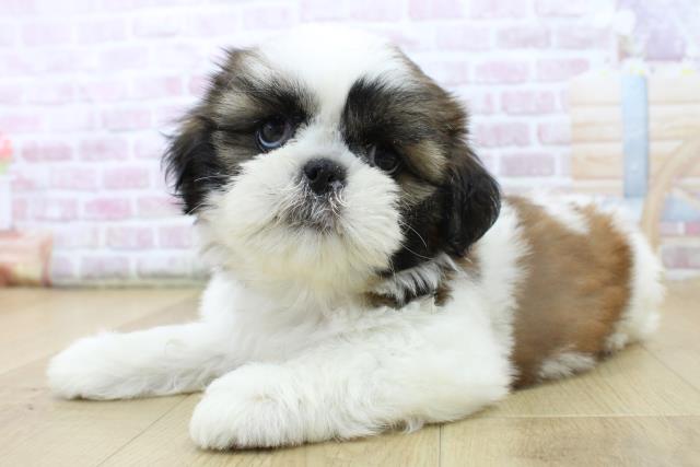 茨城県のシーズー (Coo&RIKU水戸店/2025年6月29日生まれ/女の子/ゴールドホワイト)の子犬の2枚目の画像