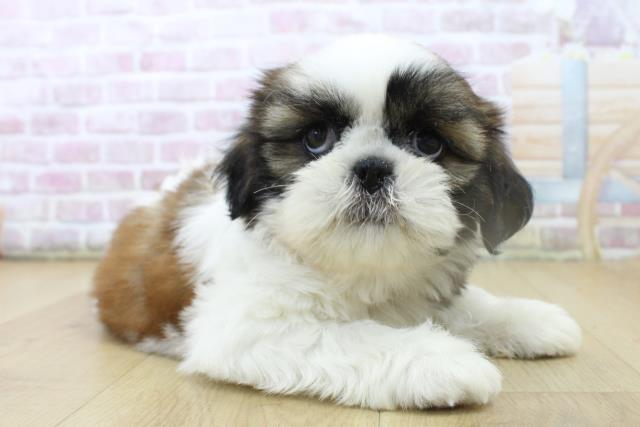 茨城県のシーズー (Coo&RIKU水戸店/2025年6月29日生まれ/女の子/ゴールドホワイト)の子犬の3枚目の画像