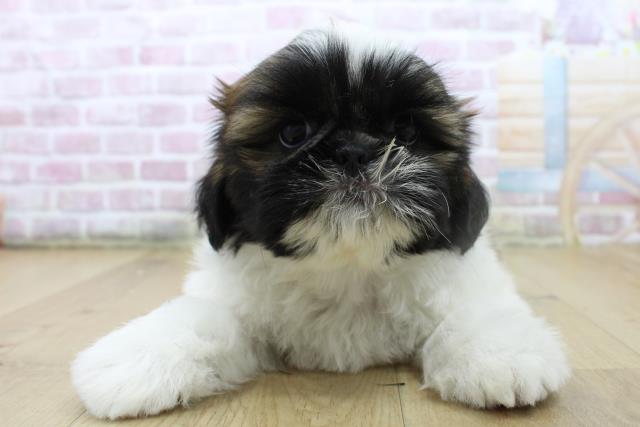 茨城県のシーズー (Coo&RIKU日立店/2025年6月29日生まれ/女の子/ゴールドホワイト)の子犬の1枚目の画像