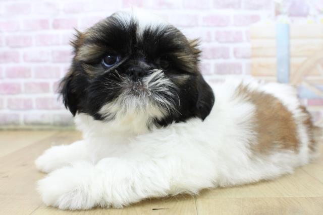 茨城県のシーズー (Coo&RIKU日立店/2025年6月29日生まれ/女の子/ゴールドホワイト)の子犬の2枚目の画像