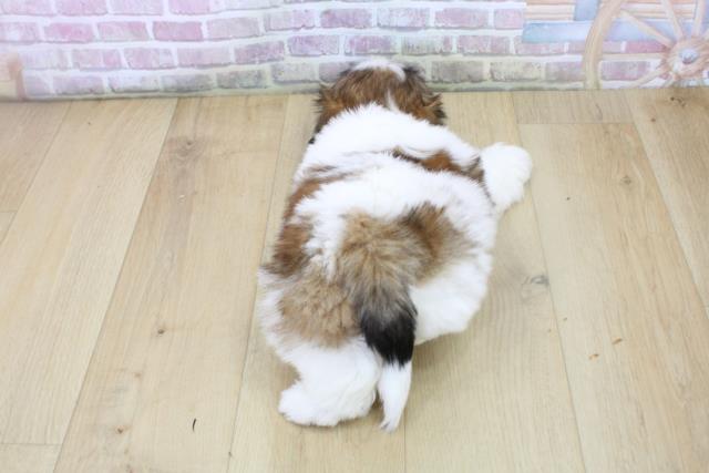 茨城県のシーズー (Coo&RIKU日立店/2025年6月29日生まれ/女の子/ゴールドホワイト)の子犬の4枚目の画像