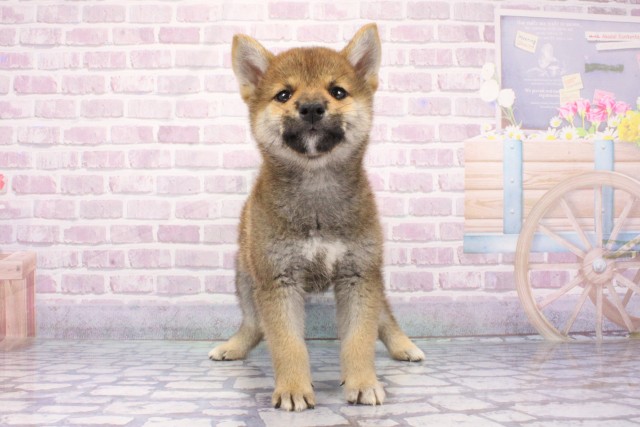 柴犬