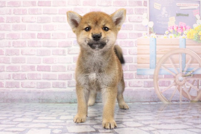 兵庫県の柴犬(標準サイズ) (Coo&RIKU明石店/2025年6月27日生まれ/女の子/赤)の子犬