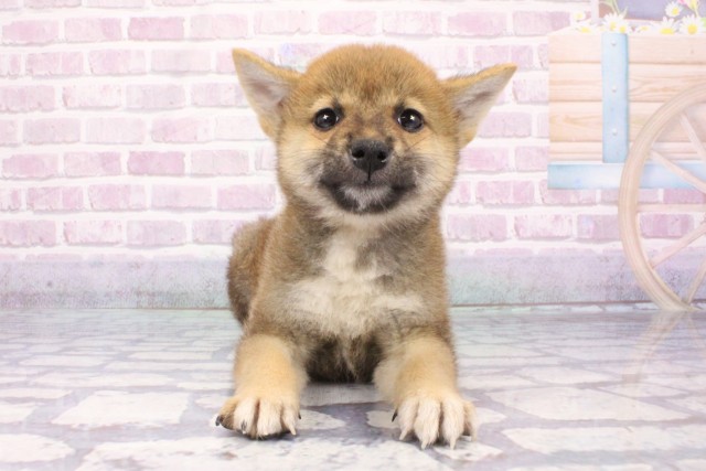柴犬