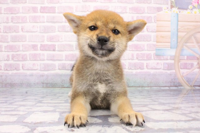 柴犬