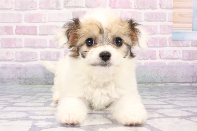 滋賀県のハーフ犬・ミックス犬 (Coo&RIKU長浜店/2025年6月27日生まれ/女の子/ホワイトタン)の子犬の1枚目の画像