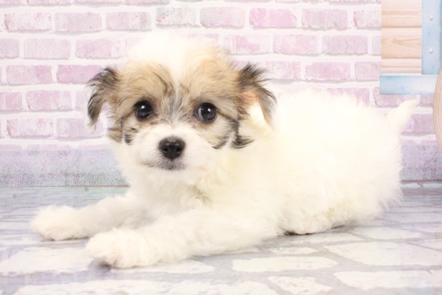 滋賀県のハーフ犬・ミックス犬 (Coo&RIKU長浜店/2025年6月27日生まれ/女の子/ホワイトタン)の子犬の3枚目の画像