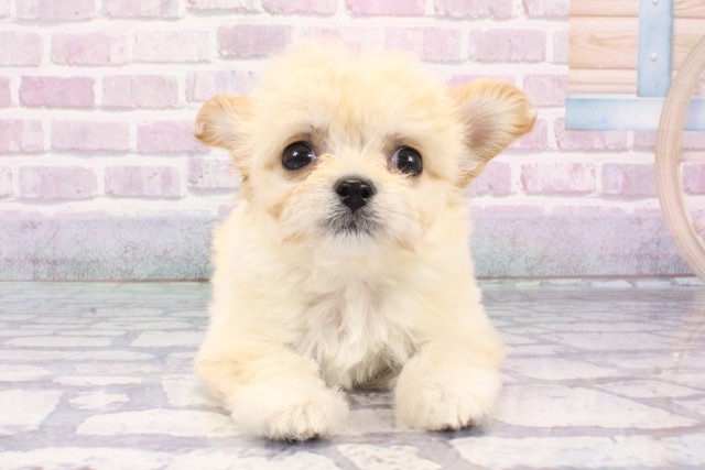 大阪府のハーフ犬・ミックス犬 (Coo&RIKU枚方店/2025年6月27日生まれ/女の子/クリーム)の子犬の1枚目の画像