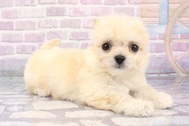 大阪府のハーフ犬・ミックス犬 (Coo&RIKU枚方店/2025年6月27日生まれ/女の子/クリーム)の子犬の2枚目の画像