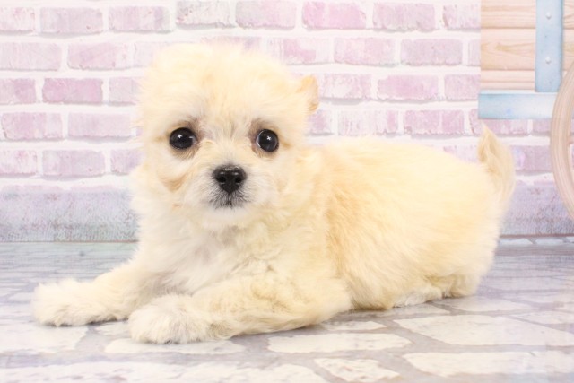 大阪府のハーフ犬・ミックス犬 (Coo&RIKU枚方店/2025年6月27日生まれ/女の子/クリーム)の子犬の3枚目の画像