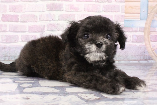 大阪府のハーフ犬・ミックス犬 (Coo&RIKU和泉店/2025年6月27日生まれ/女の子/ブリンドル)の子犬の2枚目の画像