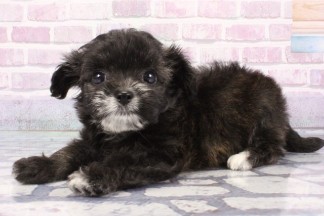 大阪府のハーフ犬・ミックス犬 (Coo&RIKU和泉店/2025年6月27日生まれ/女の子/ブリンドル)の子犬の3枚目の画像