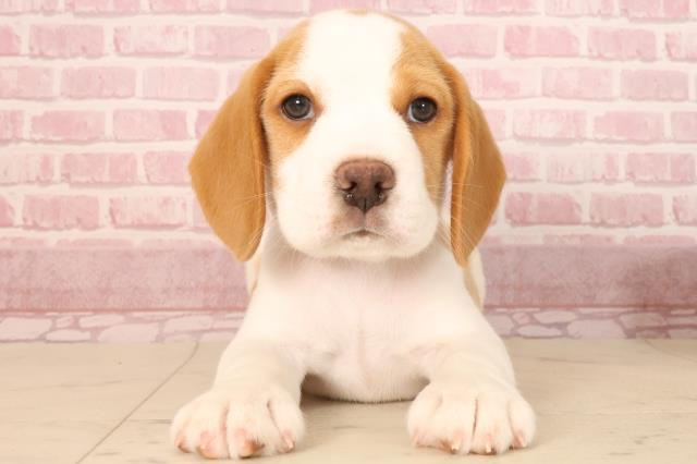 福岡県のビーグル (Coo&RIKU黒崎店/2025年6月29日生まれ/男の子/レモンホワイト)の子犬