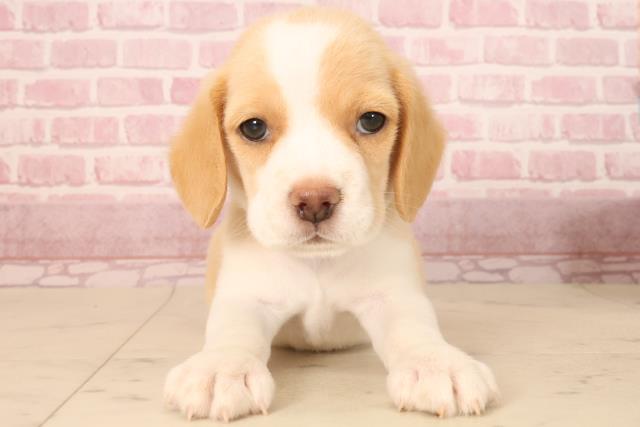 佐賀県のビーグル (Coo&RIKU佐賀神埼店/2025年6月29日生まれ/男の子/レモンホワイト)の子犬