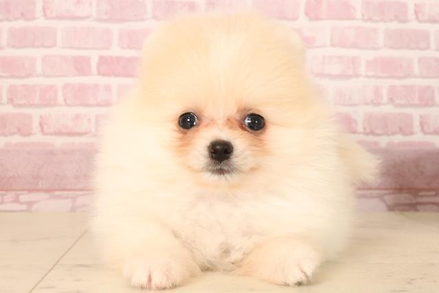 大分県のポメラニアン (Coo&RIKU大分店/2025年6月27日生まれ/男の子/クリーム)の子犬