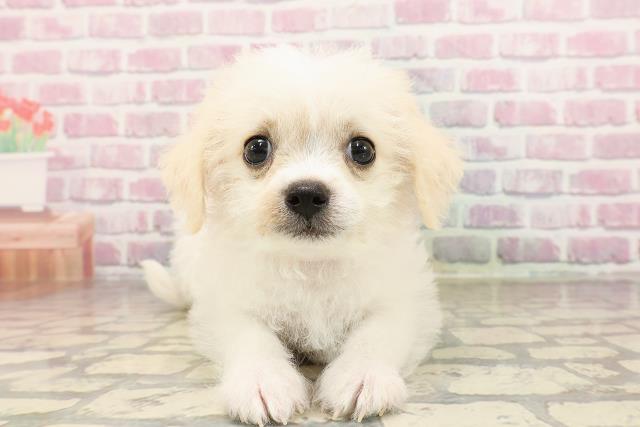 埼玉県のハーフ犬・ミックス犬 (Coo&RIKUアニマルケアセンター大宮/2025年6月23日生まれ/女の子/ホワイトクリーム)の子犬の1枚目の画像
