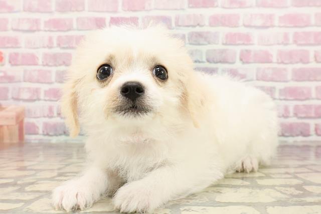 埼玉県のハーフ犬・ミックス犬 (Coo&RIKUアニマルケアセンター大宮/2025年6月23日生まれ/女の子/ホワイトクリーム)の子犬の2枚目の画像