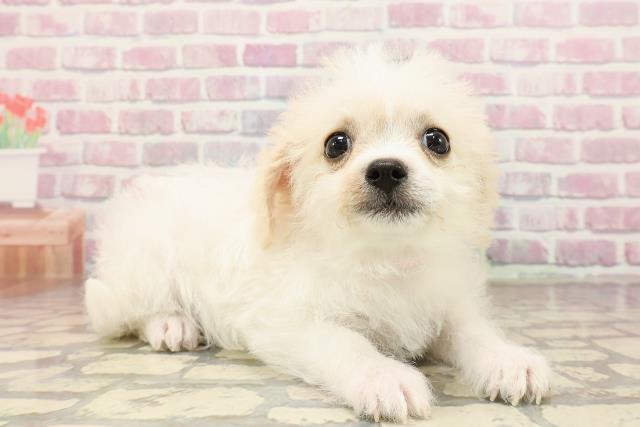 埼玉県のハーフ犬・ミックス犬 (Coo&RIKUアニマルケアセンター大宮/2025年6月23日生まれ/女の子/ホワイトクリーム)の子犬の3枚目の画像