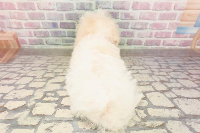 埼玉県のハーフ犬・ミックス犬 (Coo&RIKUアニマルケアセンター大宮/2025年6月23日生まれ/女の子/ホワイトクリーム)の子犬の4枚目の画像