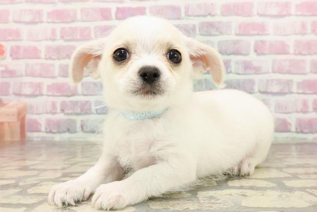 埼玉県のハーフ犬・ミックス犬 (Coo&RIKUアニマルケアセンター大宮/2025年6月23日生まれ/男の子/ホワイトクリーム)の子犬の2枚目の画像