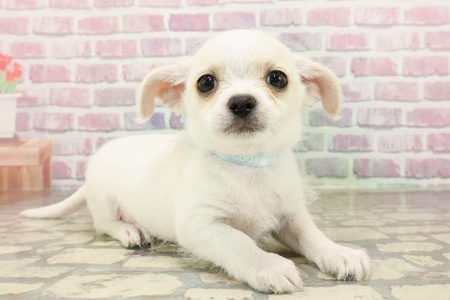 埼玉県のハーフ犬・ミックス犬 (Coo&RIKUアニマルケアセンター大宮/2025年6月23日生まれ/男の子/ホワイトクリーム)の子犬の3枚目の画像