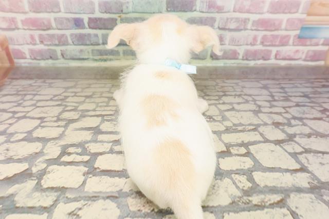 埼玉県のハーフ犬・ミックス犬 (Coo&RIKUアニマルケアセンター大宮/2025年6月23日生まれ/男の子/ホワイトクリーム)の子犬の4枚目の画像