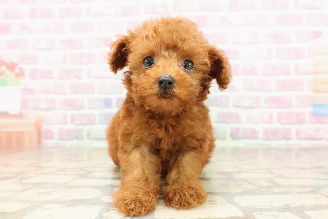 長野県のトイプードル(トイ) (Coo&RIKU松本店/2025年6月29日生まれ/男の子/レッド)の子犬の1枚目の画像